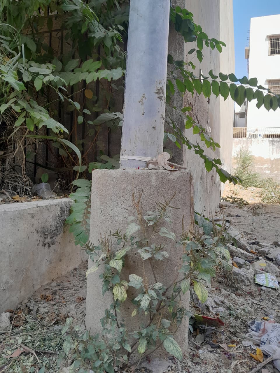 Plant creeping up the base of a pole